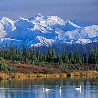 De bergen van de Alaska Range en Wonder Lake met Kleine zwanen (Cygnus columbianus) in het Denali NP, Alaska, USA
<BR><BR>Zie ook www.arterra.be</P>